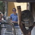 316-4826 San Diego Zoo - Sleeping Koala